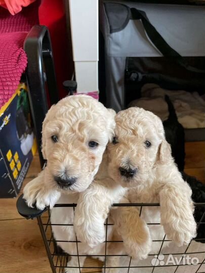 Королевский большой пудель приглашает на вязку