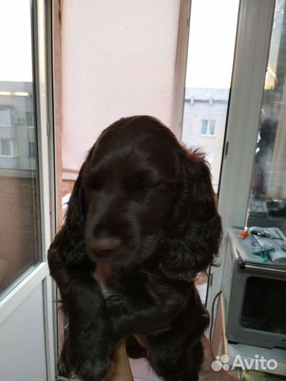 Щенки русского охотничего спаниеля