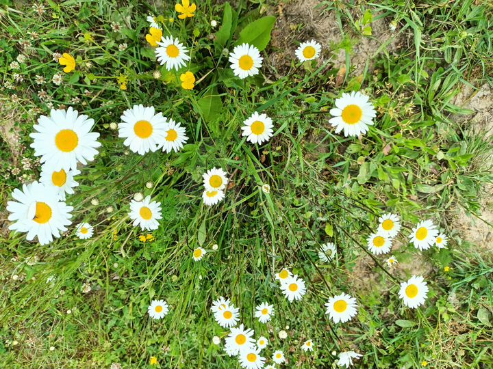 Участок 5 сот. (СНТ, ДНП)