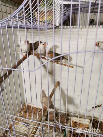 Канарейки, кенари, гульды