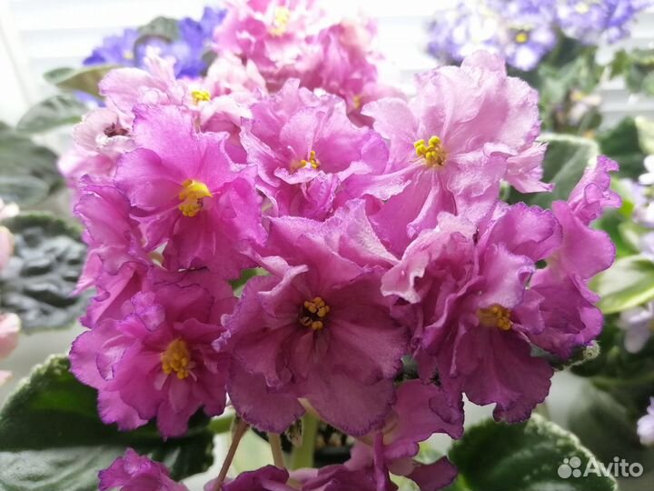 Фиалки сортовые