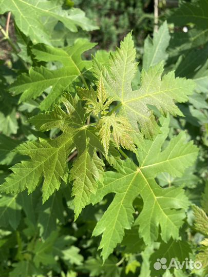 Саженцы клена серебристого