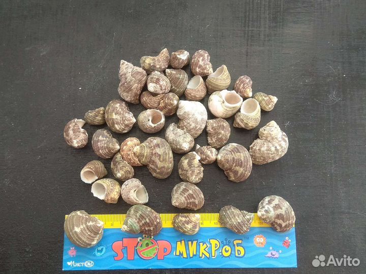 Ракушки Турбо интеркосталис Арка пеанут