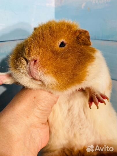 Морские свинки и кролики