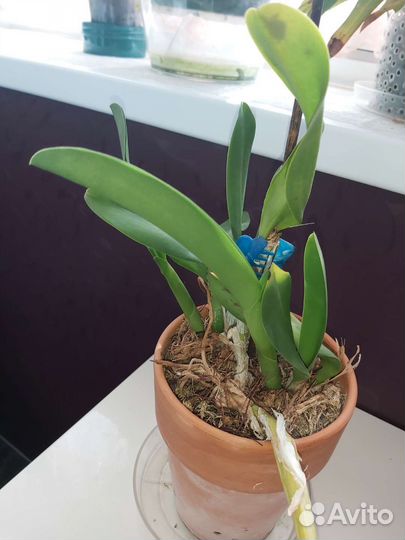 Орхидея каттлея гибридная