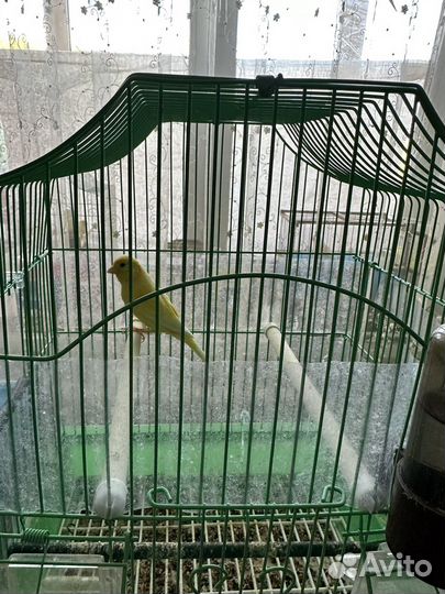 Кенары певчие