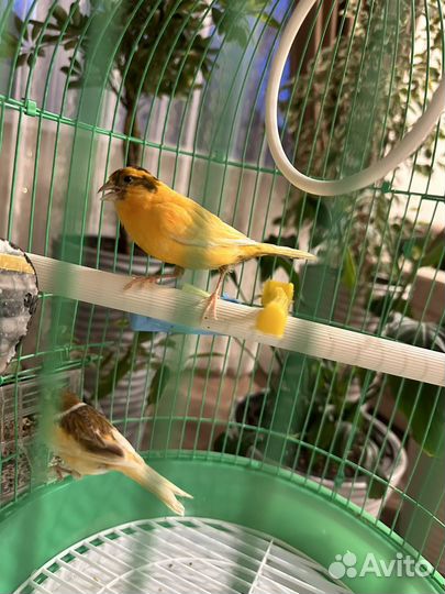 Кенара и канарейки
