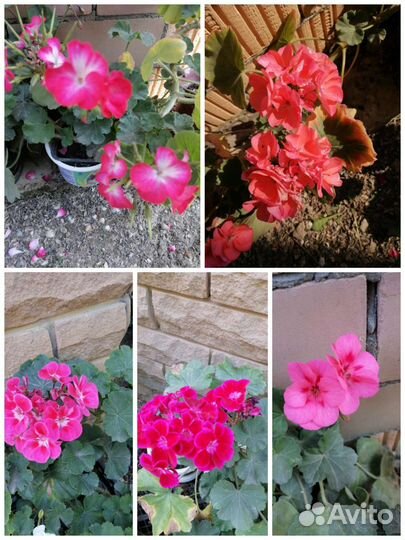 Пеларгония герань