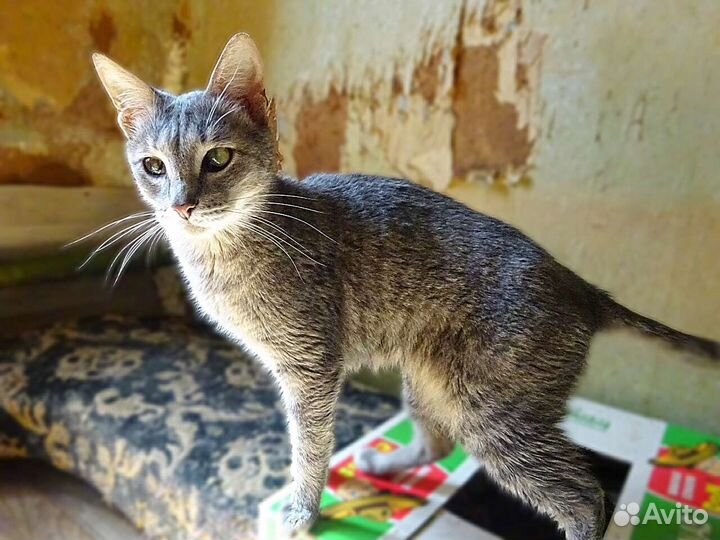 Четыре стерилизованных сестренки