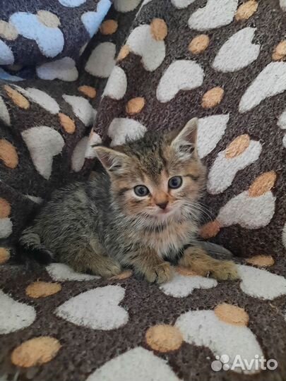 Котята