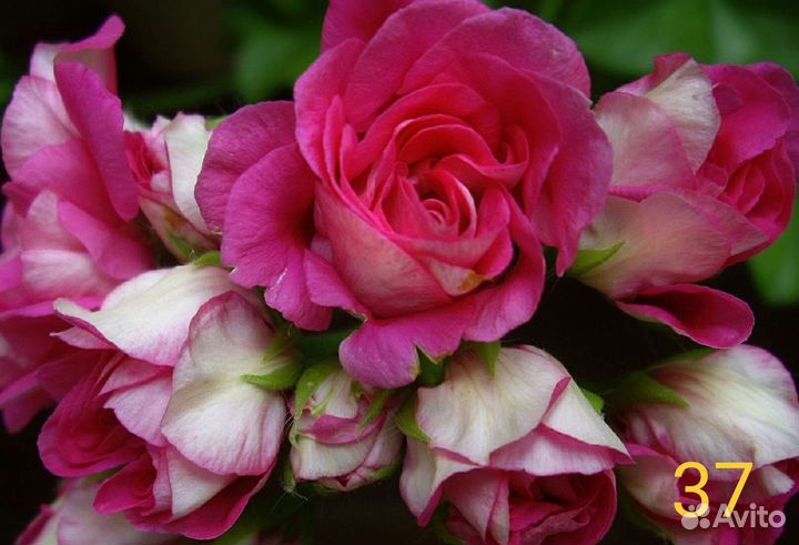 Плющелистная пеларгония (предзаказ на осень)