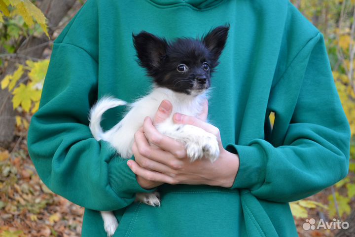 Папийон девочка