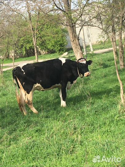 Корова дойная и телка 7 8 месяцев