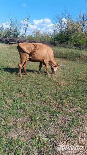 Корова и телка