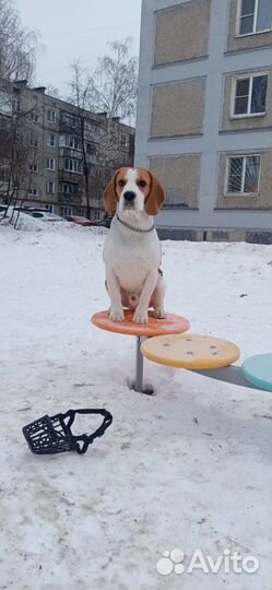 Вязка кобель бигль