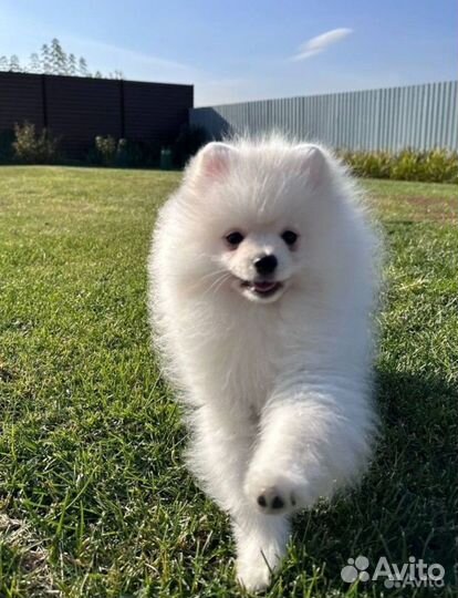 Померанский шпиц мальчик