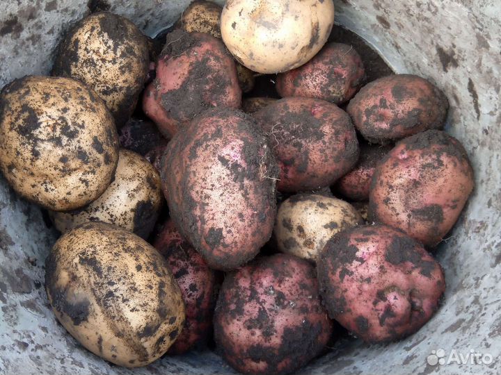 Продам картофель