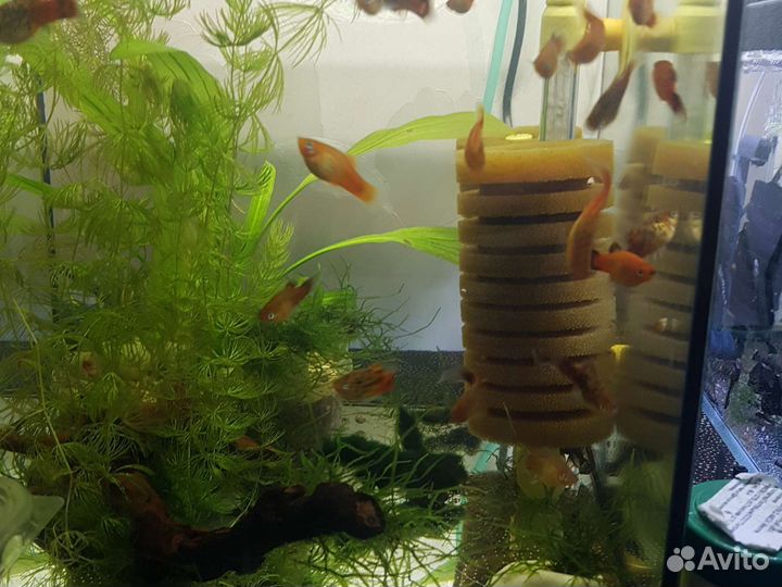 Сомики анцитрусы