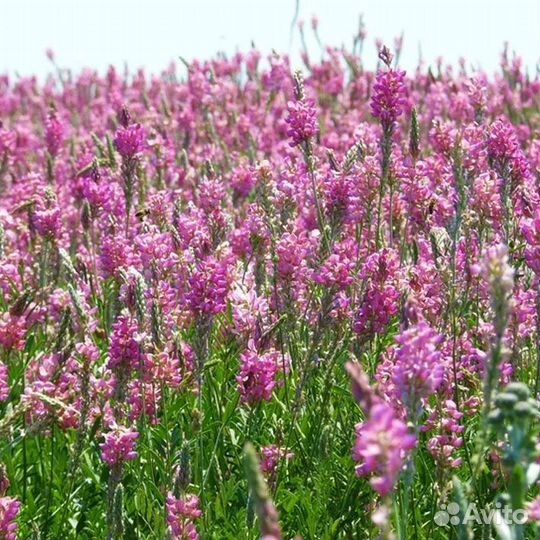 Продаю семена эспарцета