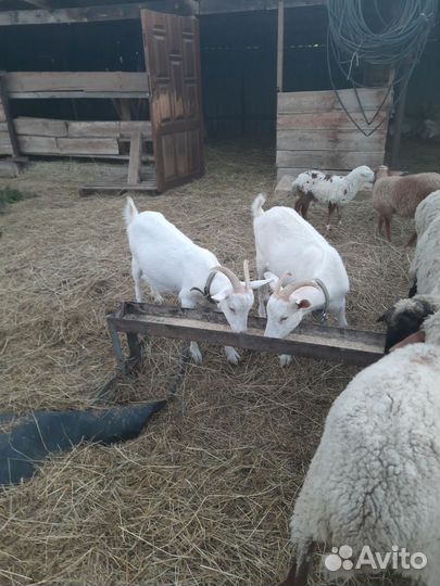 Зааненские козы