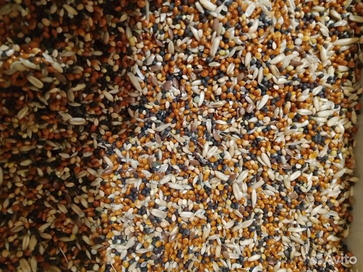 Попугаи неразлучники масковые