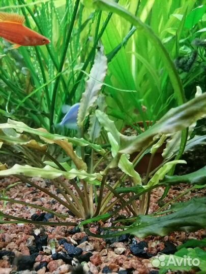 Растения в аквариум. Хелена улитка. Моллинезия