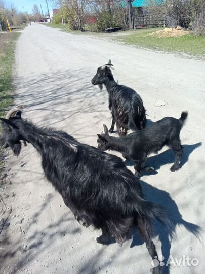 Коза дойная