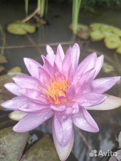 Нимфеи кувшинки для пруда