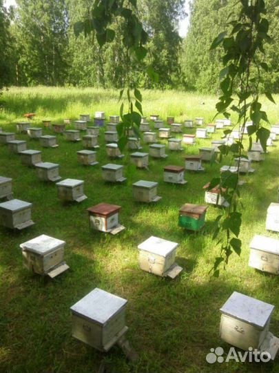 Мёд алтайский (разнотравье с примесью гречихи)