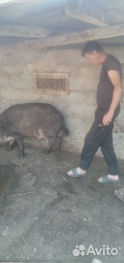 Дикий кабан