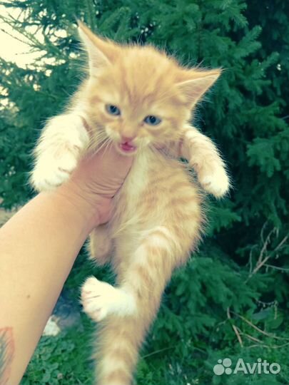 Кошка в дар