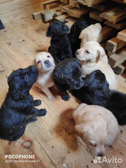 Лабрадор ретривер щенки