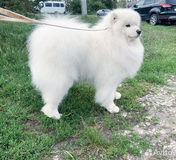 Самоед Щенок Самоеда