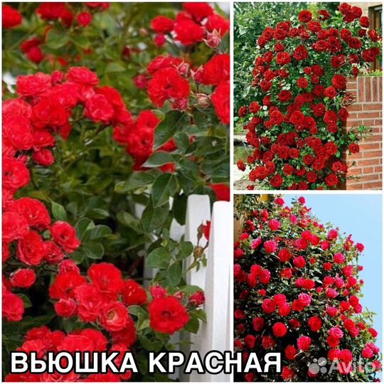 Кустовые розы саженцы