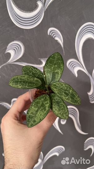 Hoya Elliptica / Хойя Элиптикк