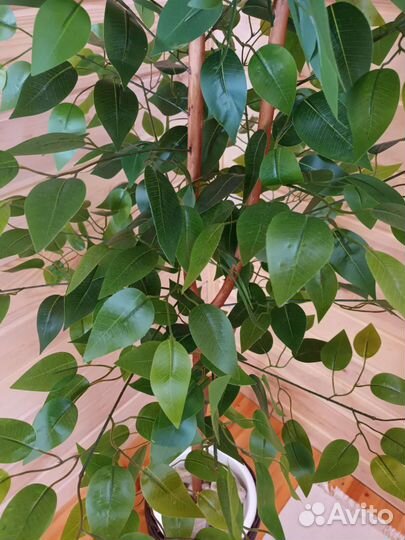 Искусственное дерево фикус,доставка бесплатно