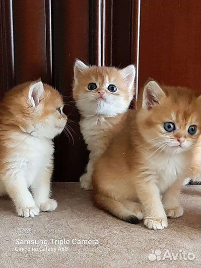 Золотые британские котята