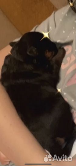 Щенки ротвейлера в добрые руки