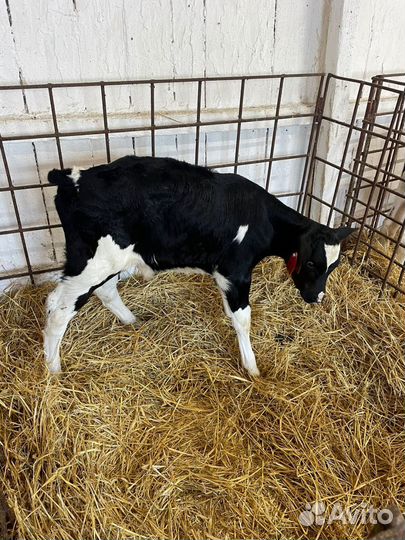 О Бычки и Тёлки