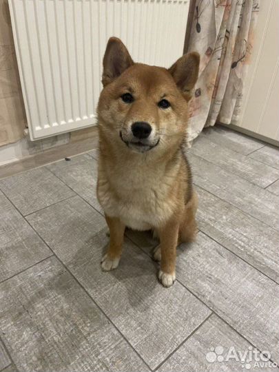 Аренда собаки-террористки сиба -ину