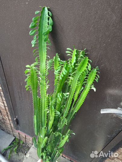 Молочай трехгранный