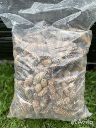 Шишки еловые