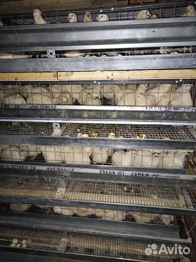 Яйцо перепелиное инкубационное