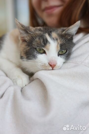 Рябушка трёхцветная кошка в добрые руки