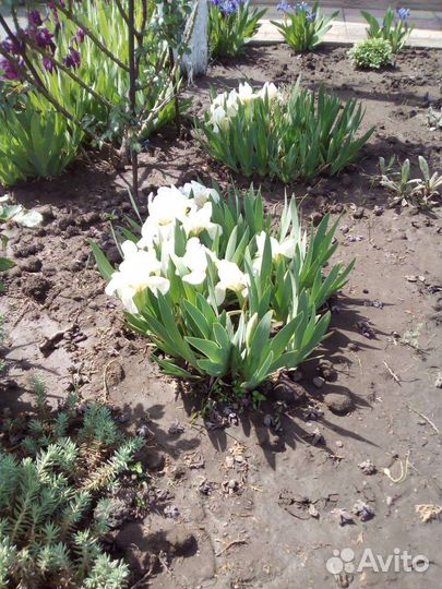 Многолетние растения