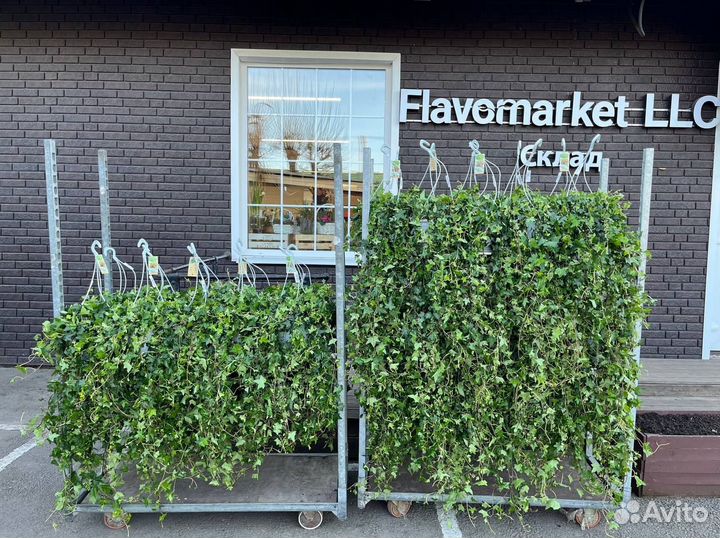 Плющ хедера оптом