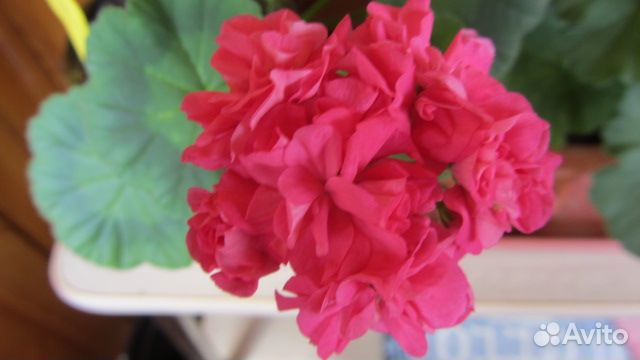 Пеларгония Герань