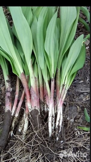 Смородина саженцы и другие растения