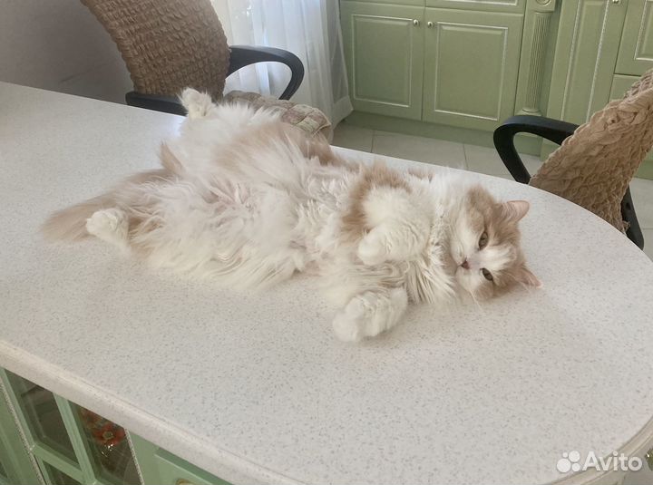 Котоняня, кетситер, зооняня