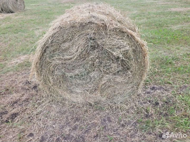 Сено луговое